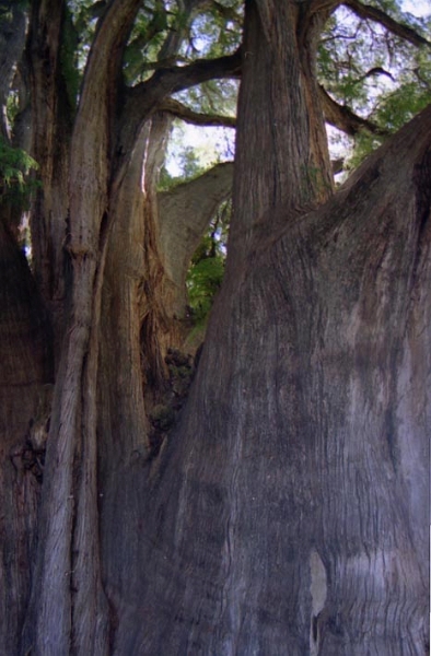 tule_008.jpg