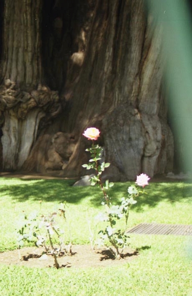 tule_012.jpg