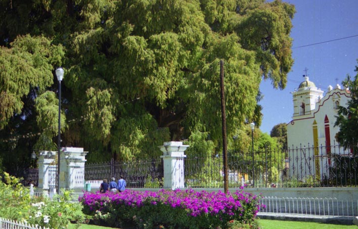 tule_013.jpg