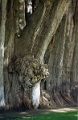 tule_003