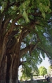 tule_006