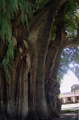 tule_009