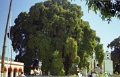 tule_010