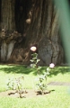 tule_012