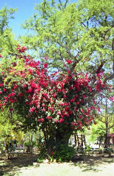 oaxaca_001.jpg