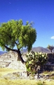 yagul_006