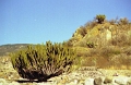 yagul_007