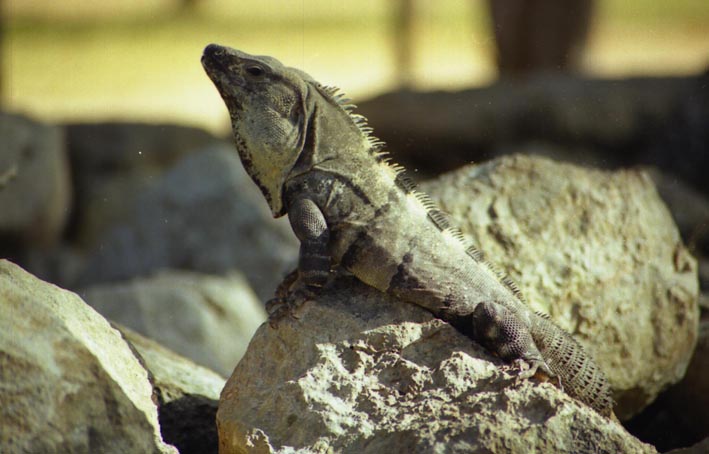 uxmal_023.jpg