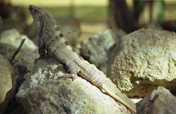uxmal_024.jpg
