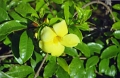 uxmal_006