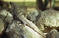uxmal_024