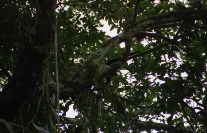 tikal_002.jpg