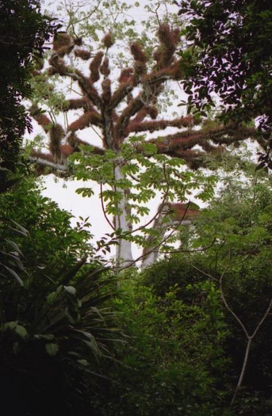 tikal_004.jpg