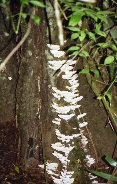 tikal_005.jpg