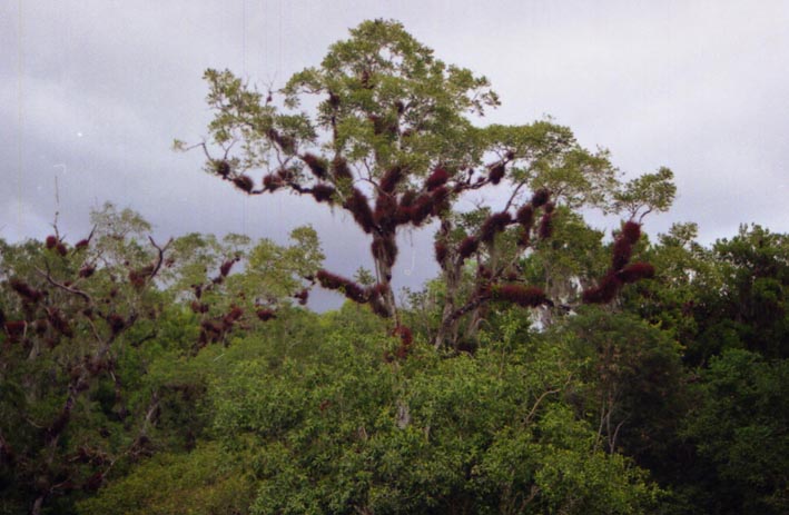 tikal_020.jpg