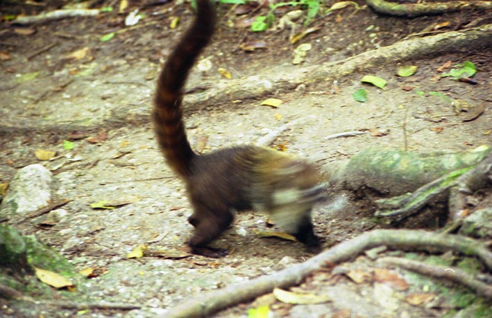 tikal_030.jpg