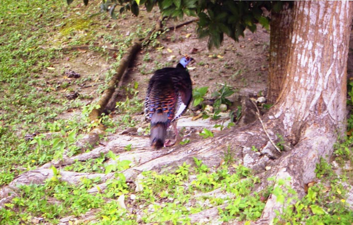 tikal_033.jpg