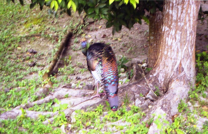 tikal_037.jpg