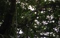 tikal_002