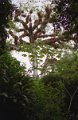 tikal_004