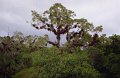tikal_020