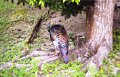 tikal_037