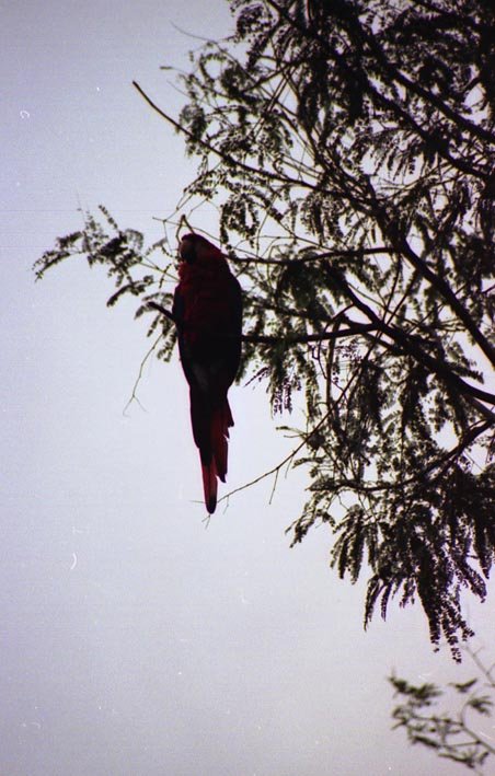 flores_004.jpg