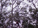 flores_008