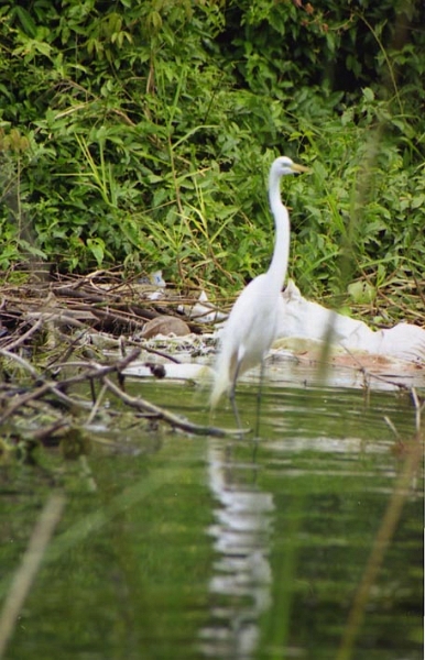 rio_dulce_011.jpg