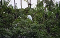 rio_dulce_010