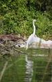 rio_dulce_011