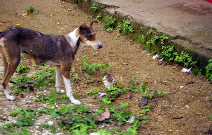 livingston_004.jpg