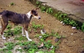 livingston_004