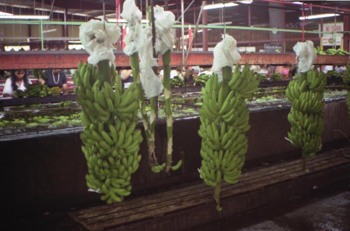 bananeraie_006.jpg