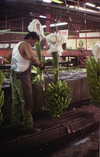 bananeraie_007.jpg