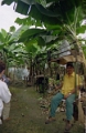 bananeraie_002
