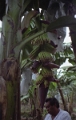 bananeraie_004