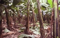 bananeraie_005