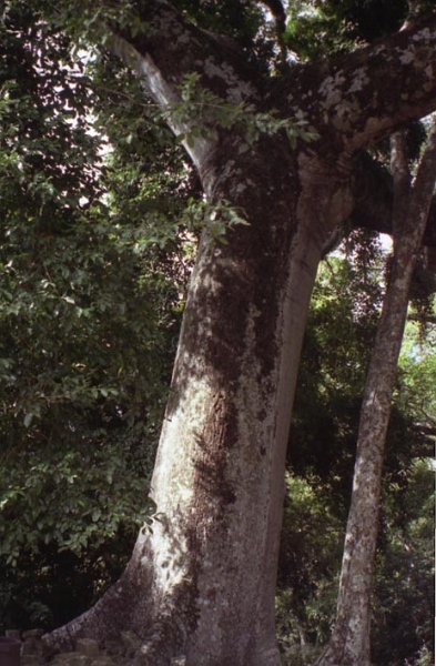 quirigua_012.jpg