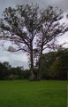 quirigua_005