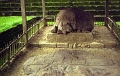 quirigua_006