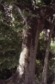 quirigua_012