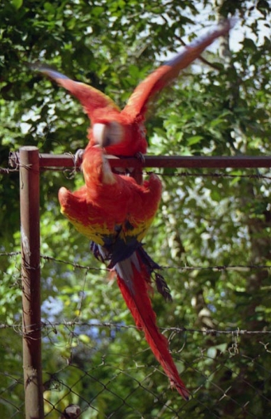 copan_007.jpg