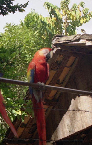 copan_008.jpg