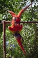 copan_007