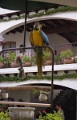 chichicastenango_009