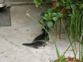 village_galataà017