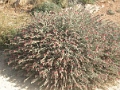 paphos_tombeaux_005