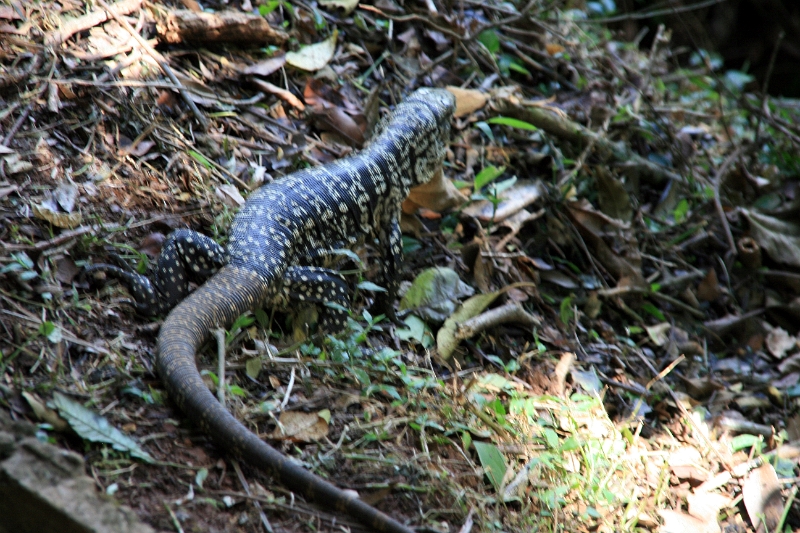 04_iguazu_051.jpg