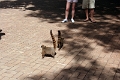 05_voliere_003